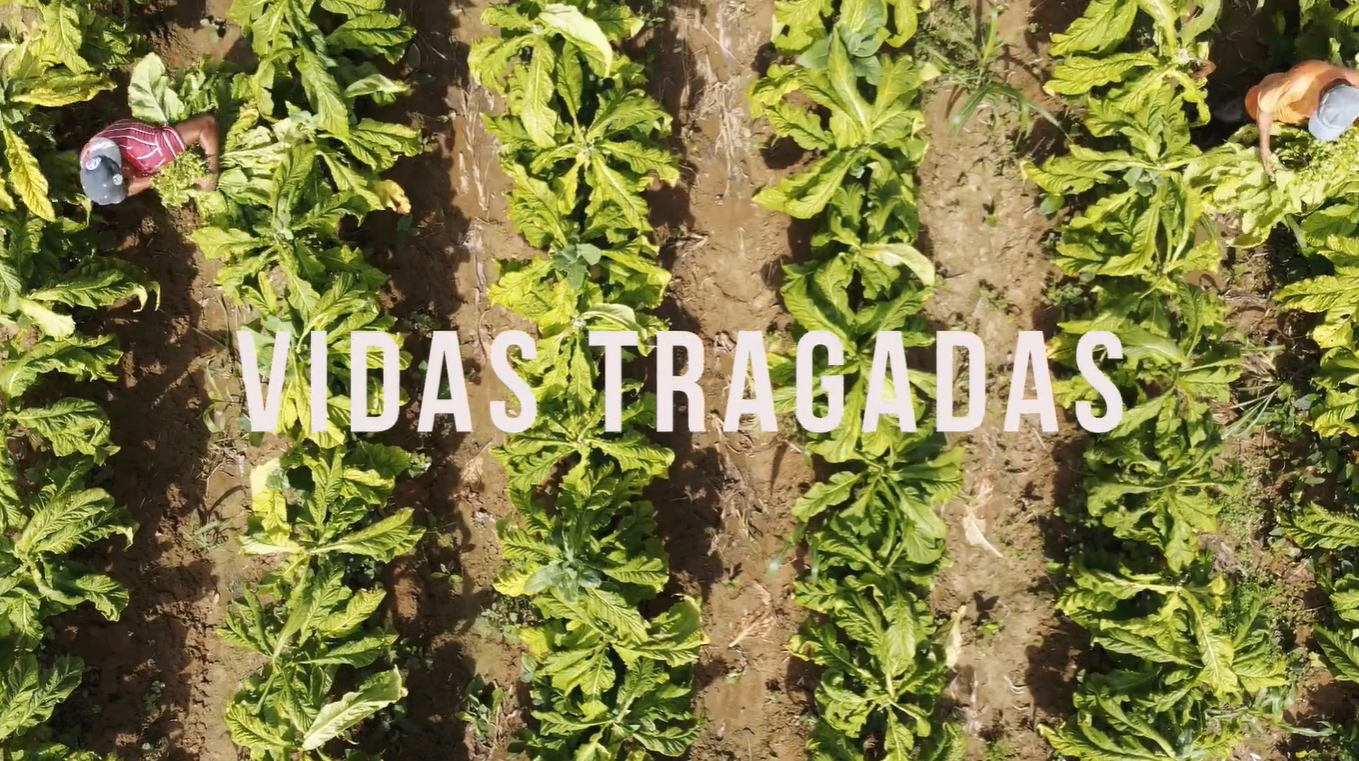 Filme do MPT mostra condições precárias no trabalho de produtores de fumo